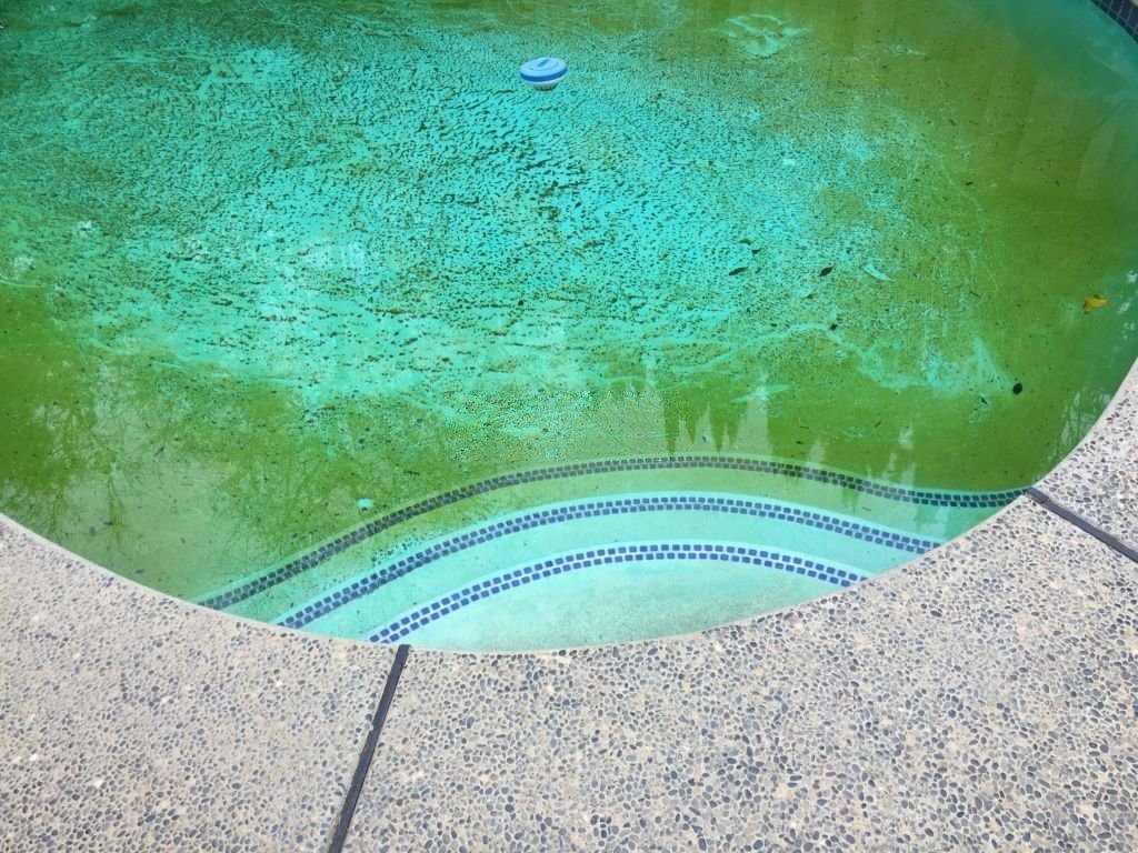 Pool Vacuum for Algae